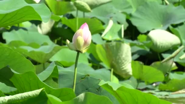 Цветок лотоса в саду — стоковое видео