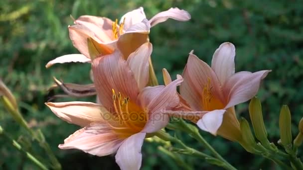 Райдужний гладіолус у цвіті — стокове відео