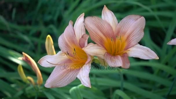Iris gladiolus en flor — Vídeo de stock