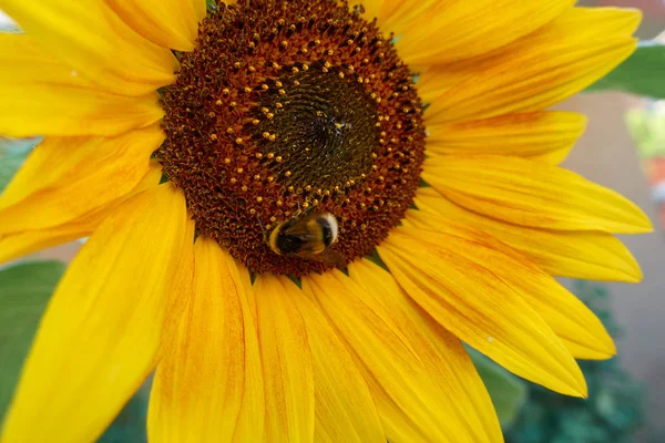 Abeja chupa néctar en girasol — Foto de Stock