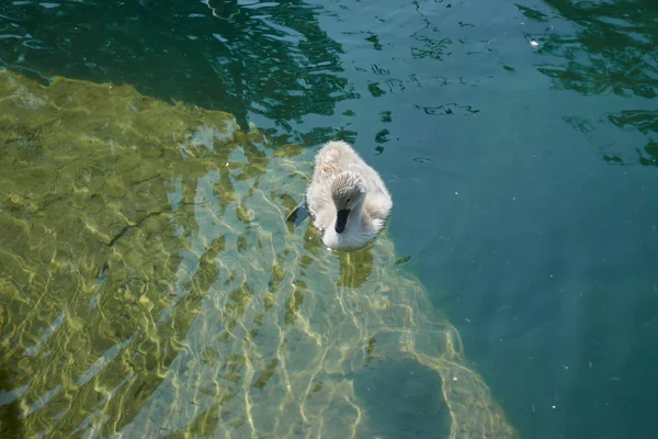 湖で泳ぐアヒルの子 — ストック写真