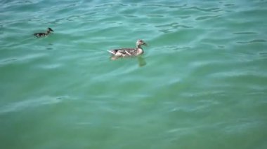 ördek ile onun ducklings yüzüyor