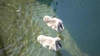 Gölde yüzmeye iki ördek yavrusu