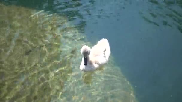 湖で泳ぐアヒルの子 — ストック動画