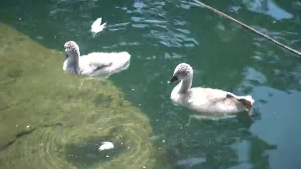 Two ducklings swimming on lake — Stock Video