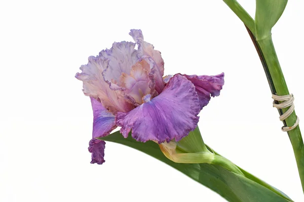 Íris gladiolus no jardim — Fotografia de Stock