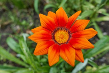 Bahar bahçesinde çiçek garzania çiçek