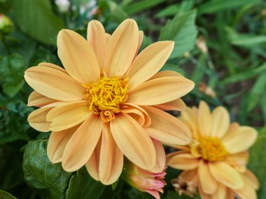 Bahçedeki Dahlia