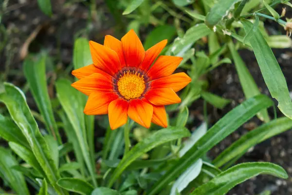 Garzania цветок в цвету — стоковое фото