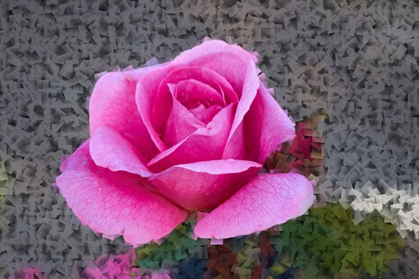 Roze roos in bloei in de tuin — Stockfoto