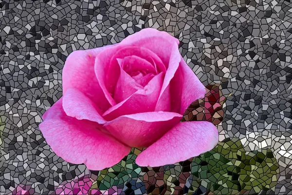 在花园里盛开的粉红玫瑰 — 图库照片
