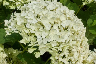 Bahçedeki beyaz ortanca