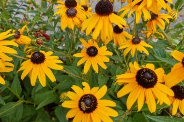 Bahçedeki sarı rudbeckia çiçeği
