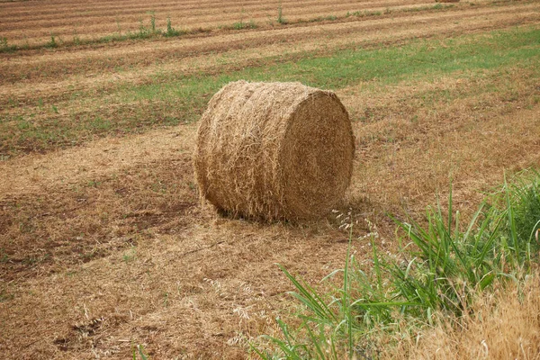 Balar av hö i ängen — Stockfoto