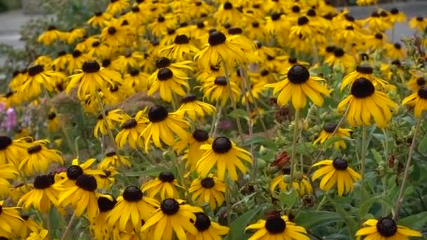Κίτρινο λουλούδι rudbeckia στον κήπο — Αρχείο Βίντεο
