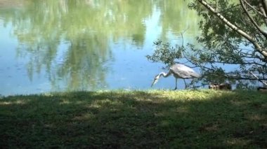 parkta yalnız balıkçıl