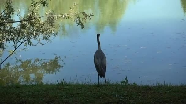 苍鹭独自在公园里 — 图库视频影像