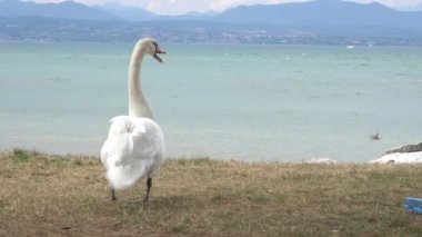 bulutlu bir günde Garda Gölü üzerinde Acrobat Kuğu