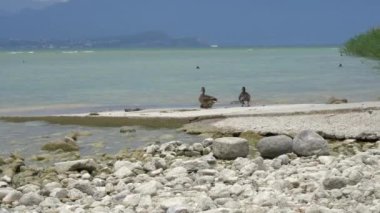 bulutlu bir günde Lake Garda üzerinde ördek