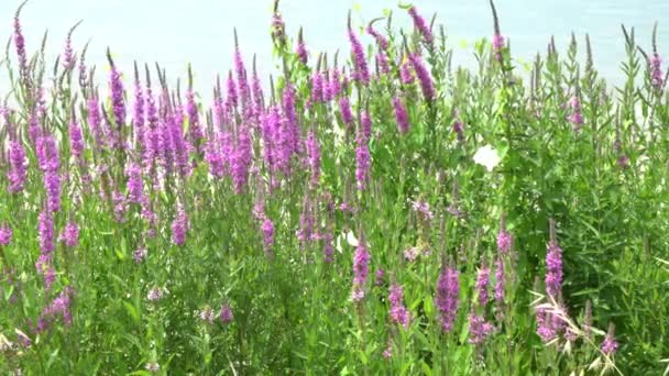 Fiore selvatico al vento sul lago — Video Stock