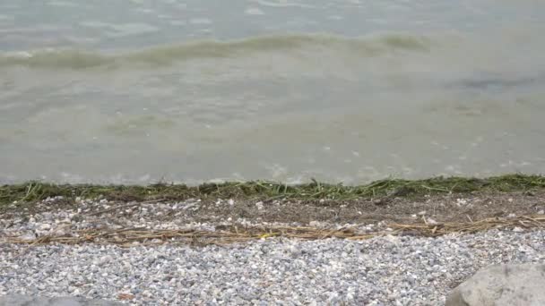 Poluição do lago com algas — Vídeo de Stock