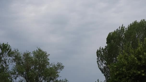 Oiseaux volent dans le ciel nuageux — Video