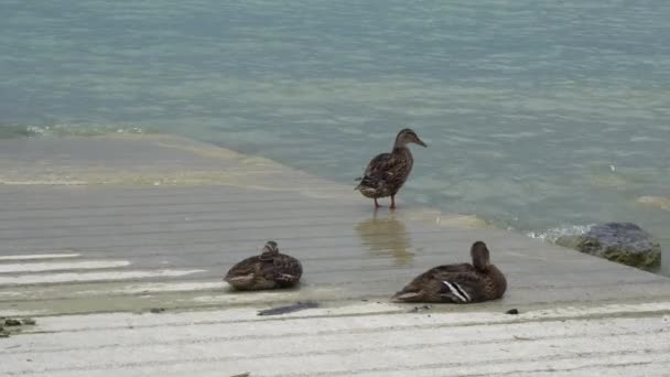 Duck on the shore of the lake — Stock Video