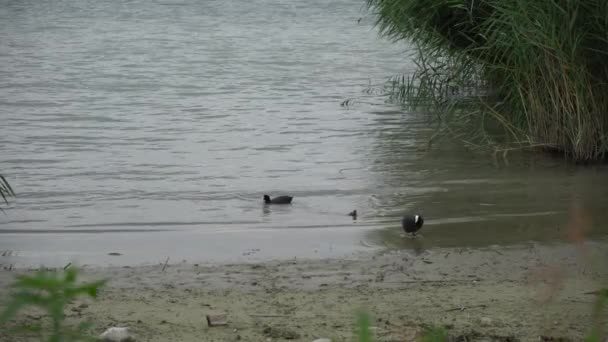 Duck with chick at lake — Stock Video