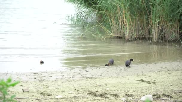 Duck with chick at lake — Stock Video