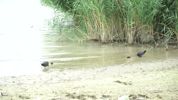Pato con polluelo en el lago — Vídeos de Stock