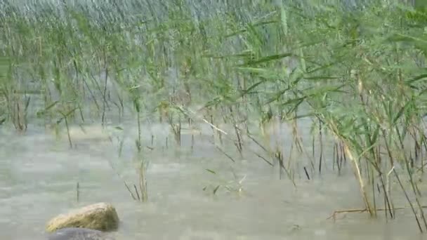 Plantas en el viento en el lago — Vídeo de stock