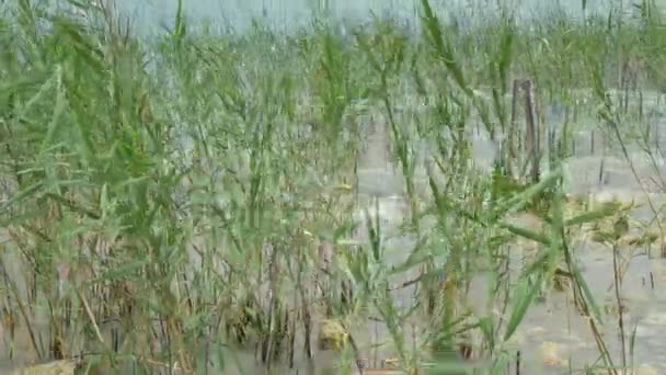 plantes dans le vent au bord du lac 