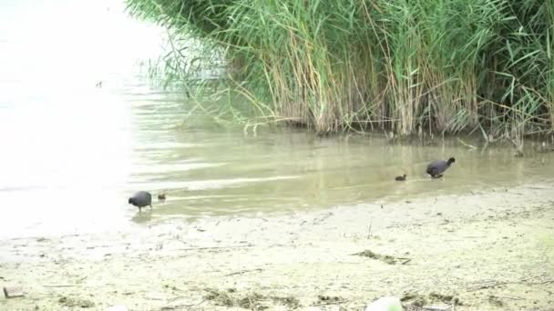 Duck with chick at lake — Stock Video