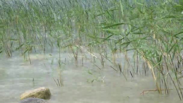 植物在风中在湖 — 图库视频影像
