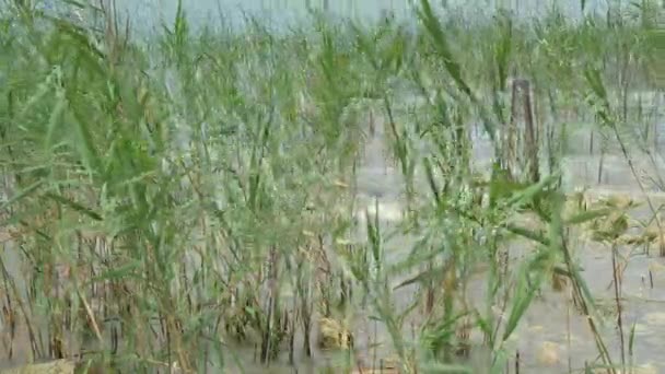 Plantas en el viento en el lago — Vídeo de stock