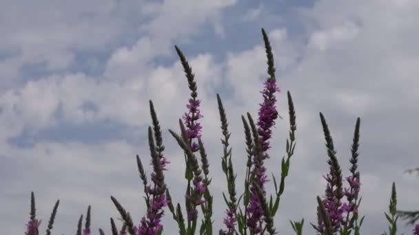 Flor silvestre en el viento — Vídeo de stock