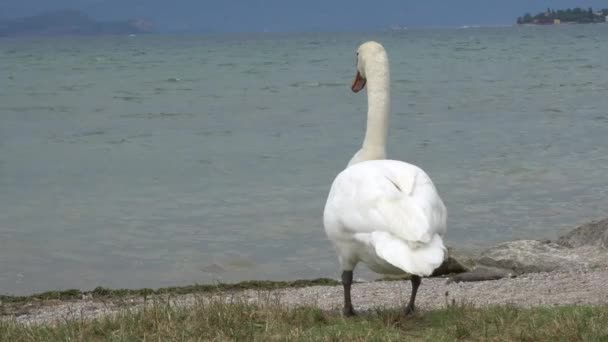 曇りの日にガルダ湖を白鳥します。 — ストック動画