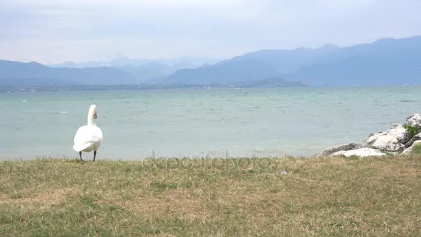 Labuť na jezeře Garda na zamračený den — Stock video