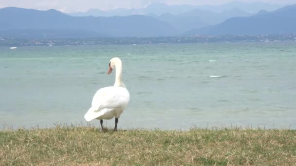 曇りの日にガルダ湖を白鳥します。 — ストック動画