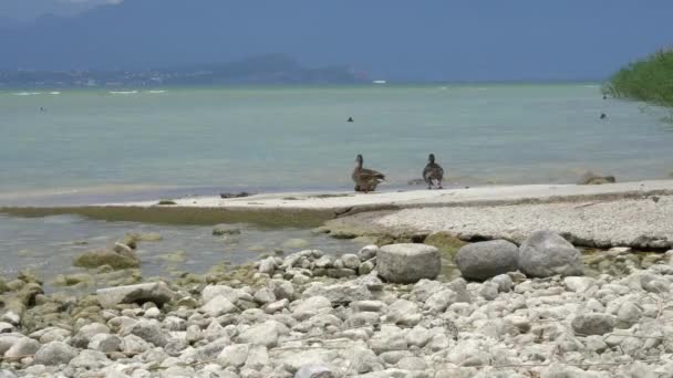 Pato en el lago de Garda en un día nublado — Vídeo de stock