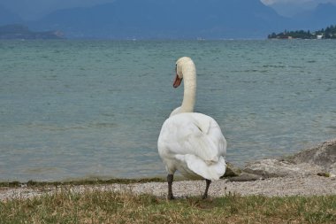 Lake Garda kuğu bulutlu bir günde - Haziran 2017