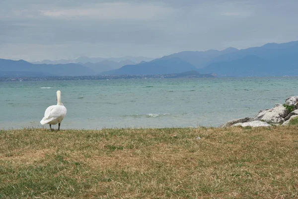 Cisne en el lago de Garda en un día nublado - Junio 2017 — Foto de Stock