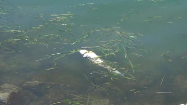 Dead fish in lake pollution — Stock Video