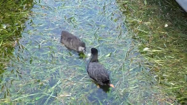 Pato suministra alimento a su patito en la contaminación del lago — Vídeo de stock