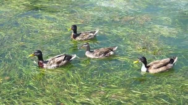 Canards mangent dans la pollution du lac — Video