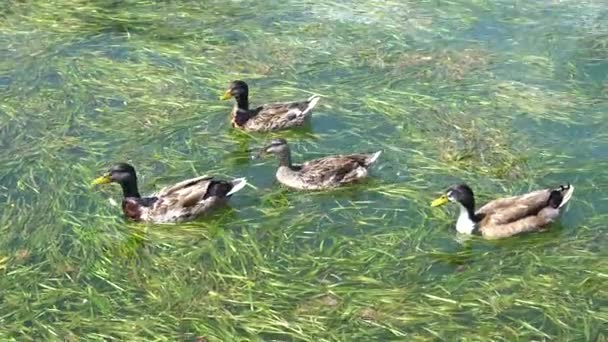 鸭子吃湖污染 — 图库视频影像
