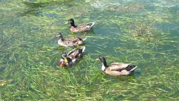 Canards mangent dans la pollution du lac — Video