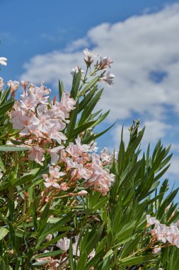 Zakkum üzerinde sky 