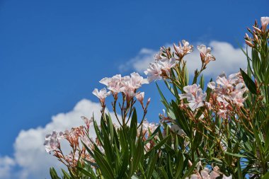 Zakkum üzerinde sky 