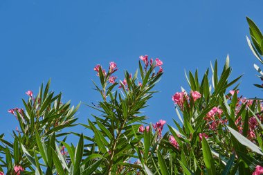 Zakkum gökyüzü arka plan üzerinde